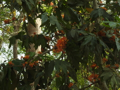 Saraca indica