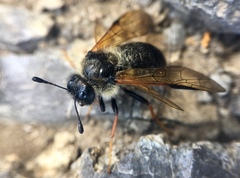 Cimbicidae