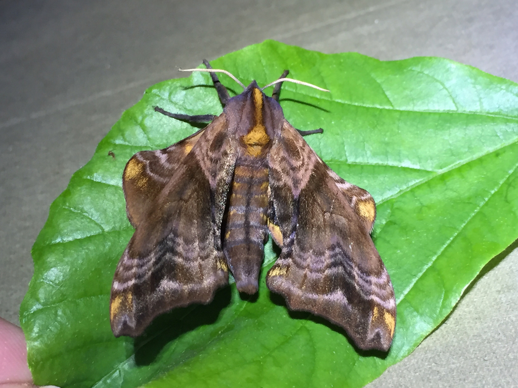 Small-eyed Sphinx in May 2018 by smwhite · iNaturalist