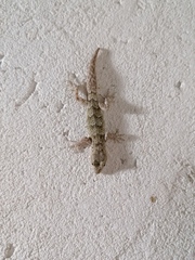 Mediodactylus kotschyi