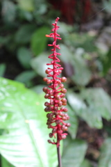 Palicourea subspicata
