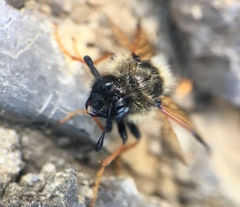 Cimbicidae