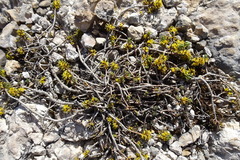 Thymelaea tinctoria nivalis