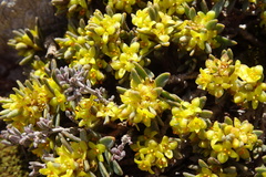 Thymelaea tinctoria nivalis