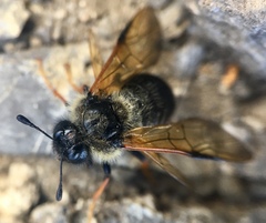 Cimbicidae