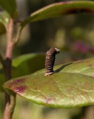 Coleophora vitisella