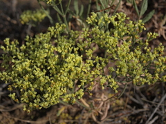 Eriogonum microtheca ambiguum