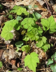 Tiarella austrina
