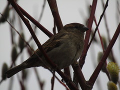 Passer domesticus
