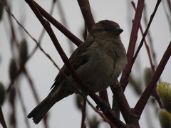 Passer domesticus