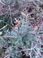 Berkheya coriacea