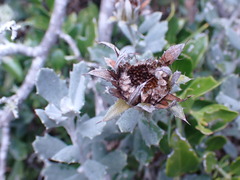 Berkheya coriacea