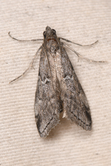 Alpheias transferens