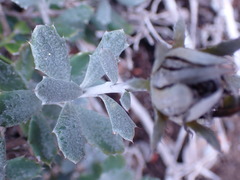 Berkheya coriacea