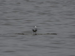 Chroicocephalus ridibundus