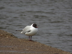 Chroicocephalus ridibundus