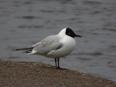 Chroicocephalus ridibundus