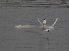 Chroicocephalus ridibundus