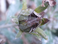 Berkheya coriacea