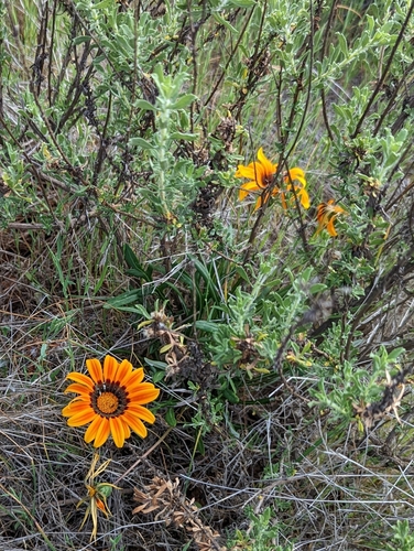 Image of Gazania linearis by (c) Tom and T Herman, some rights reserved (CC BY)