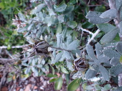 Berkheya coriacea