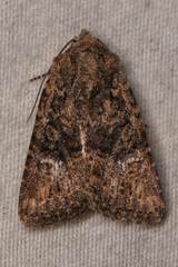 Hexorthodes nipana