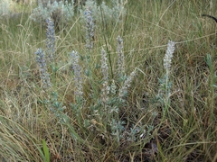 Lupinus lepidus confertus