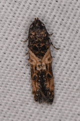 Walshia miscecolorella