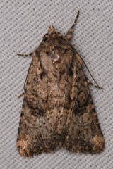Hexorthodes nipana
