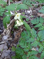 Cardamine kitaibelii