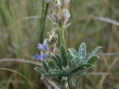 Lupinus lepidus confertus