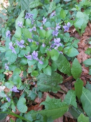 Viola reichenbachiana
