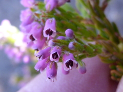 Erica nudiflora