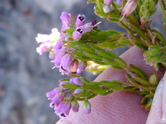 Erica nudiflora