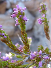 Erica nudiflora