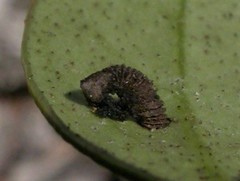 Coleophora vitisella