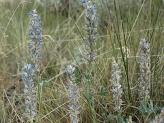 Lupinus lepidus confertus