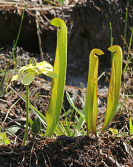 Sarracenia minor minor