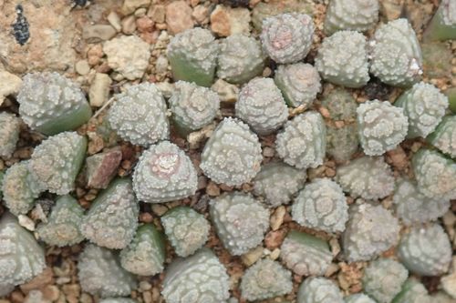 Neohenricia sibbettii