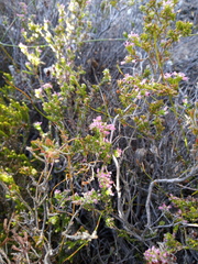 Erica nudiflora