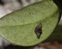 Coleophora vitisella