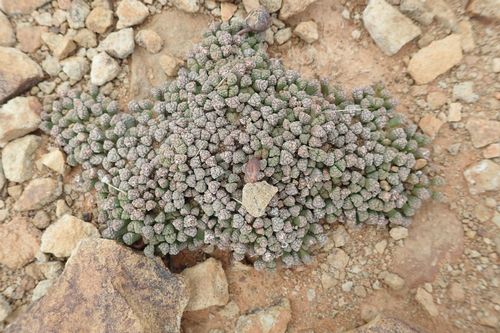 Neohenricia sibbettii, photograph 2