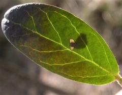 Coleophora vitisella