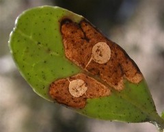 Coleophora vitisella