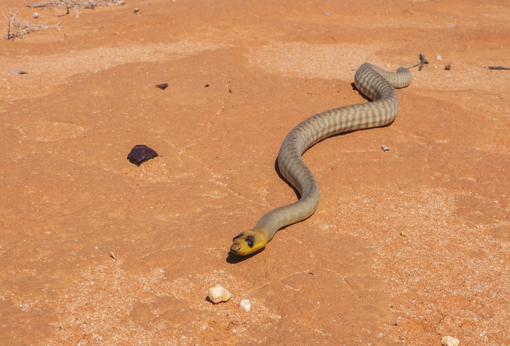 Woma Python in April 2022 by Simon Gorta · iNaturalist
