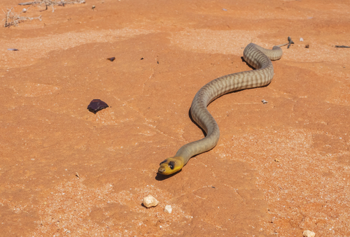 Woma Python sighting