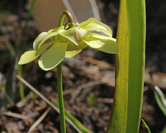 Sarracenia minor minor