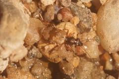 Lachnophorus elegantulus