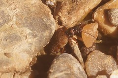 Lachnophorus elegantulus