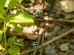 Thyreus nitidulus nitidulus